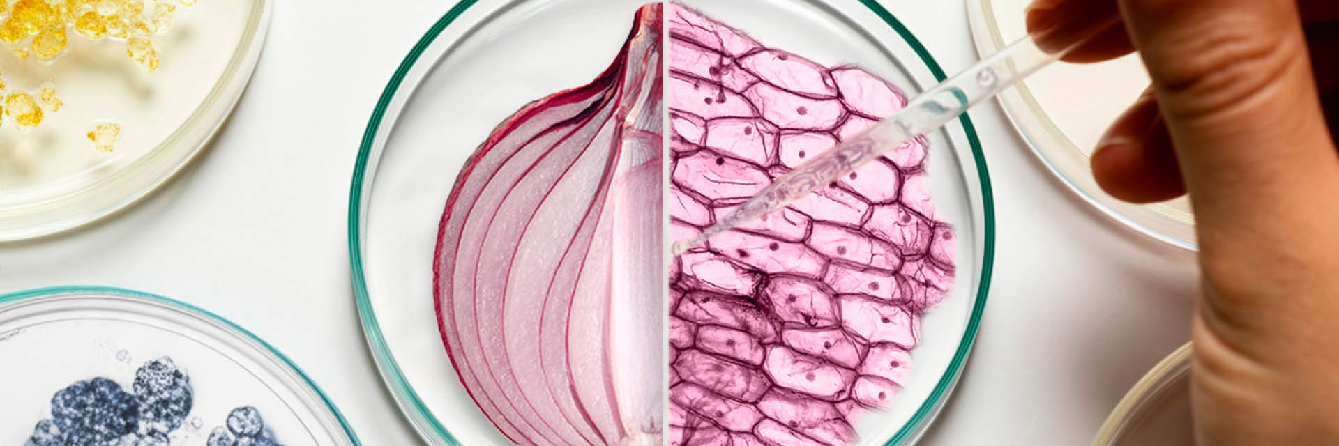 6a edició Premis Recerca Fundació Jesús Serra