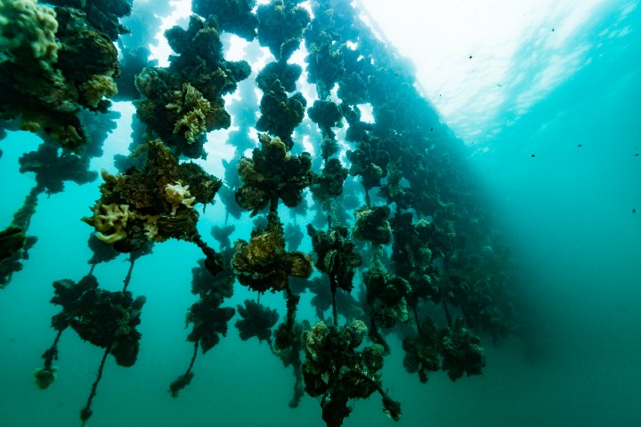 Convocatòria ecosocial medi ambient