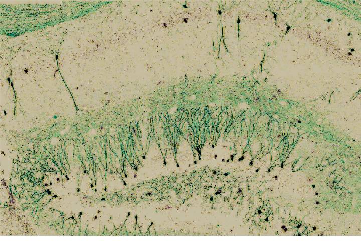 Fotciencia19