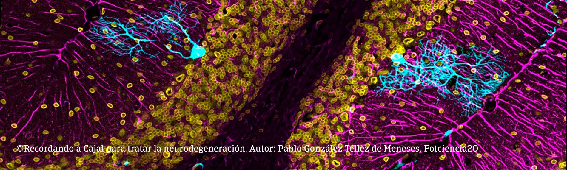 Certamen Fotciencia19 Fundación Jesús Serra