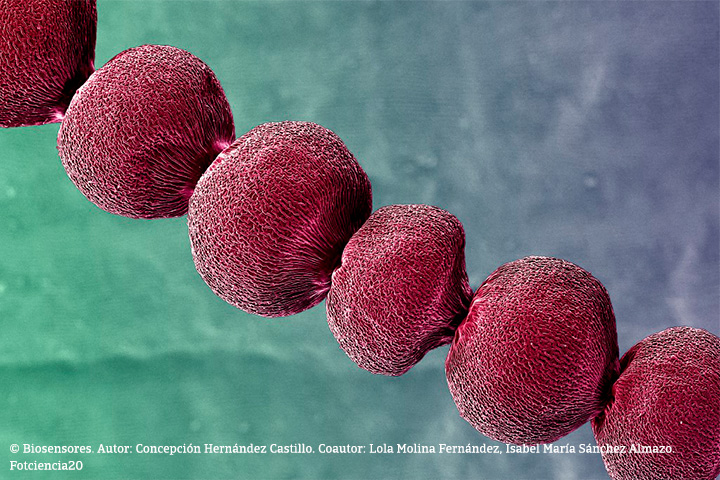 Biosensores