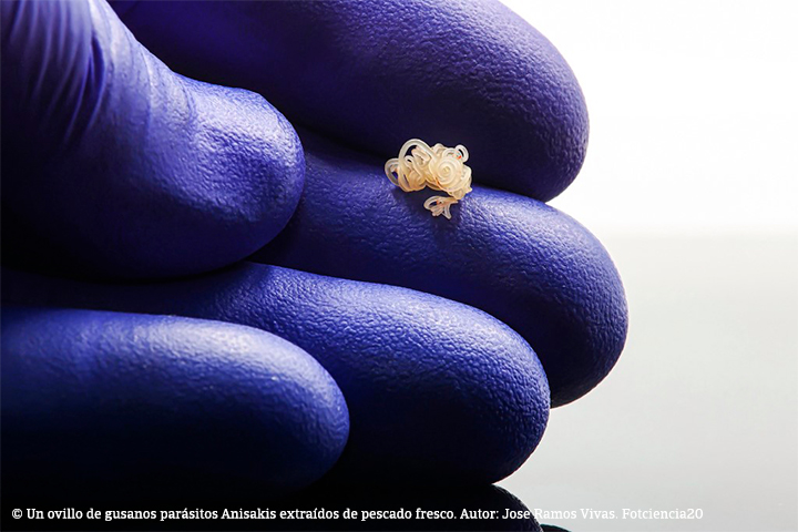 Un ovillo de gusanos parásitos Anisakis extraídos de pescado fresco