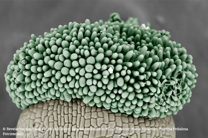Fotciencia 20